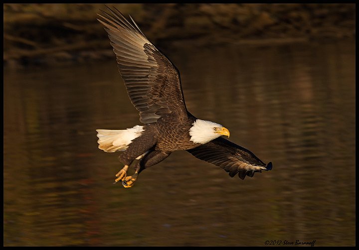 _2SB8871 bald eagle.jpg